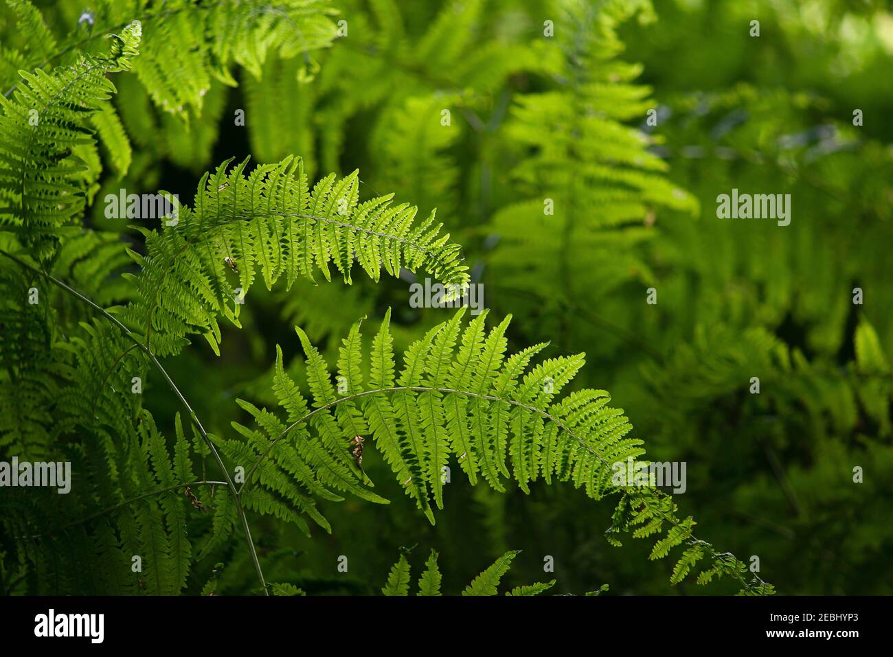 Green fern leafs in a forest with pretty counter light in a full frame pattern Stock Photo