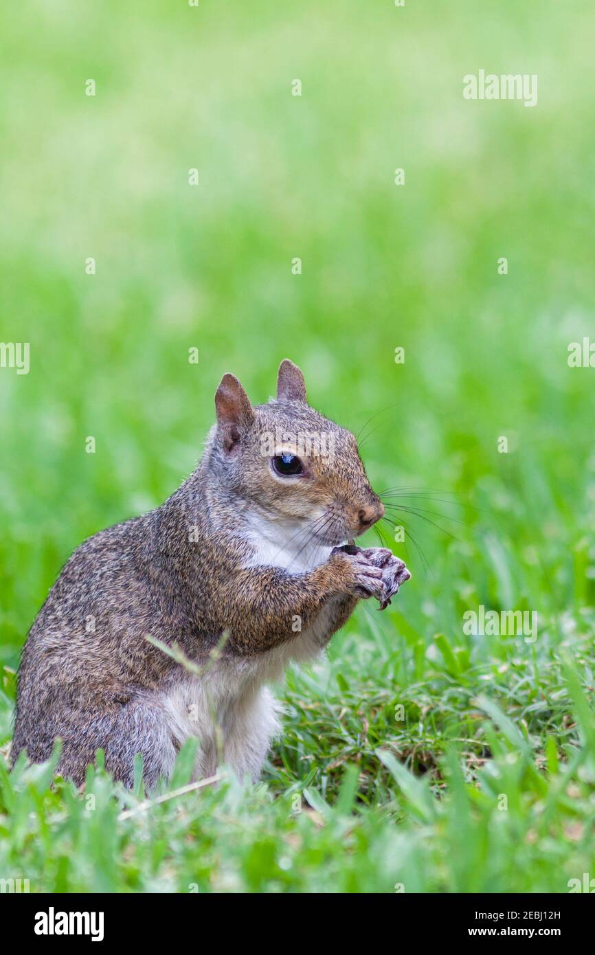 Eastern Gray Squirrel, Sciurus carolinensis, gathering seeds in backyard in Spring, Texas. Stock Photo