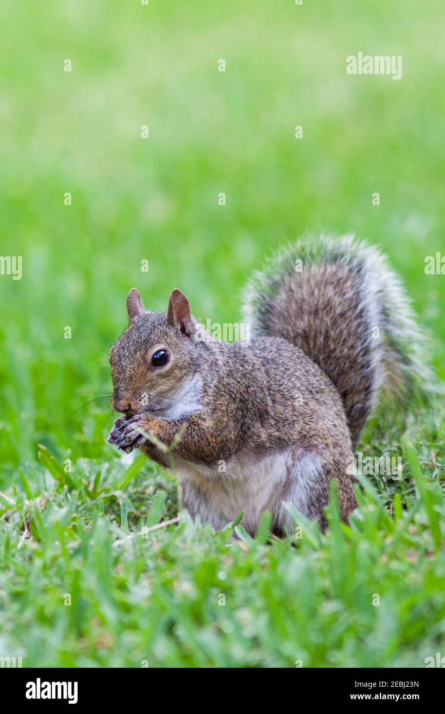 Eastern Gray Squirrel, Sciurus carolinensis, gathering seeds in backyard in Spring, Texas. Stock Photo