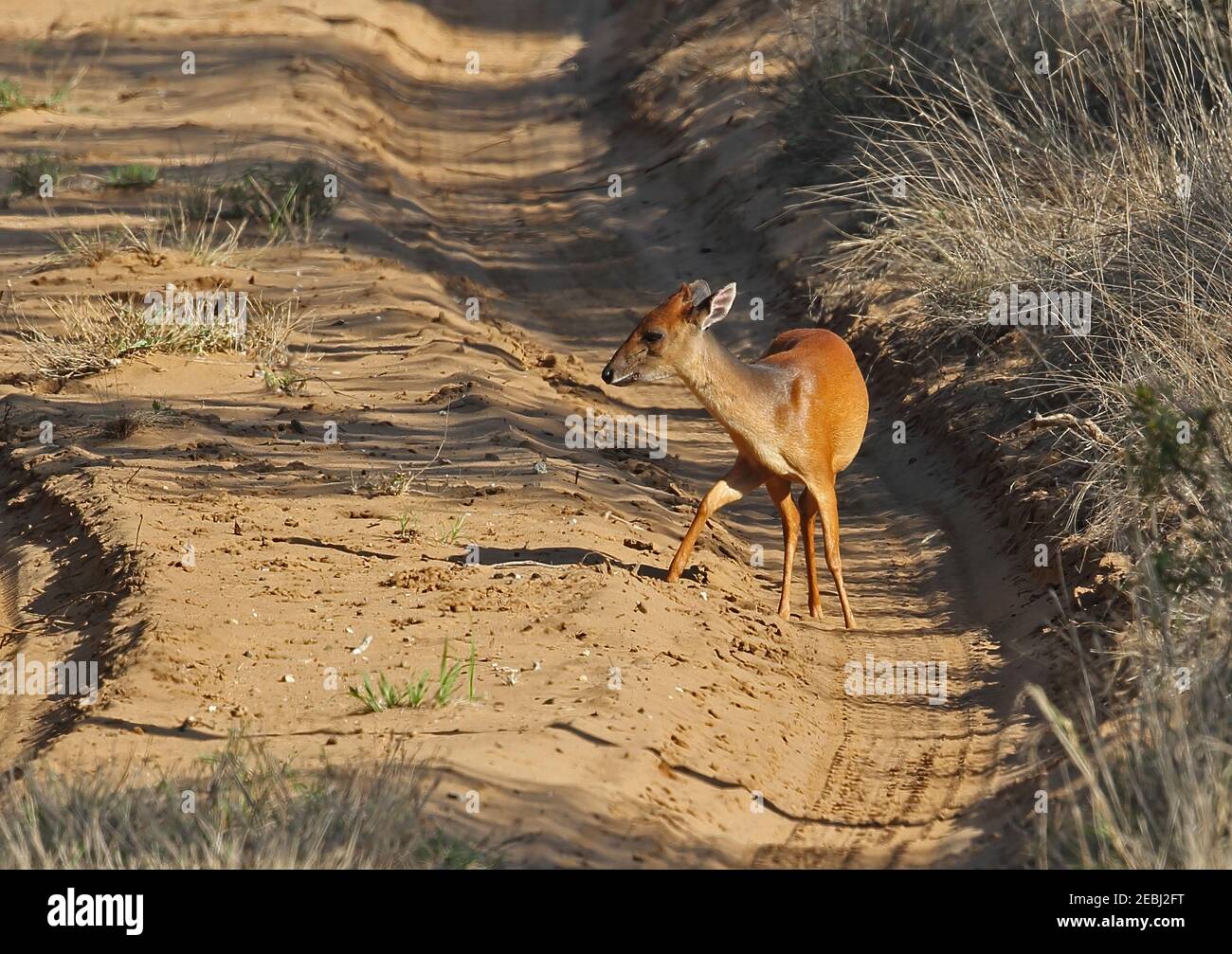 Natal Red Duiker (Cephalophus natalensis) adult standing on sandy track Tembe Elephant Park, South Africa          November Stock Photo