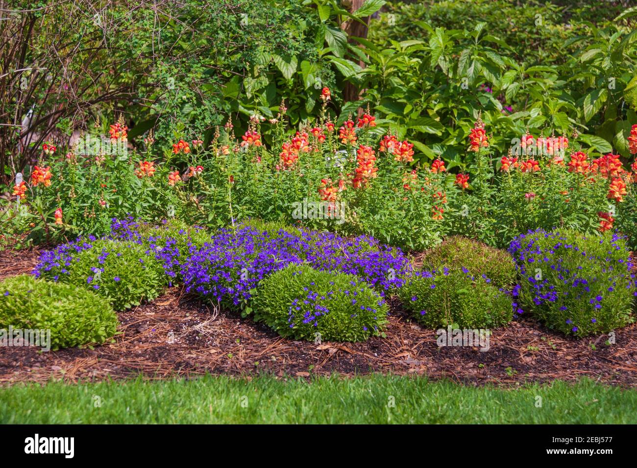 Garden Scene, with Snapdragons, California Poppies, and Edging Lobelia, at Mercer Arboretum and Botanical Gardens in Spring, Texas. Stock Photo