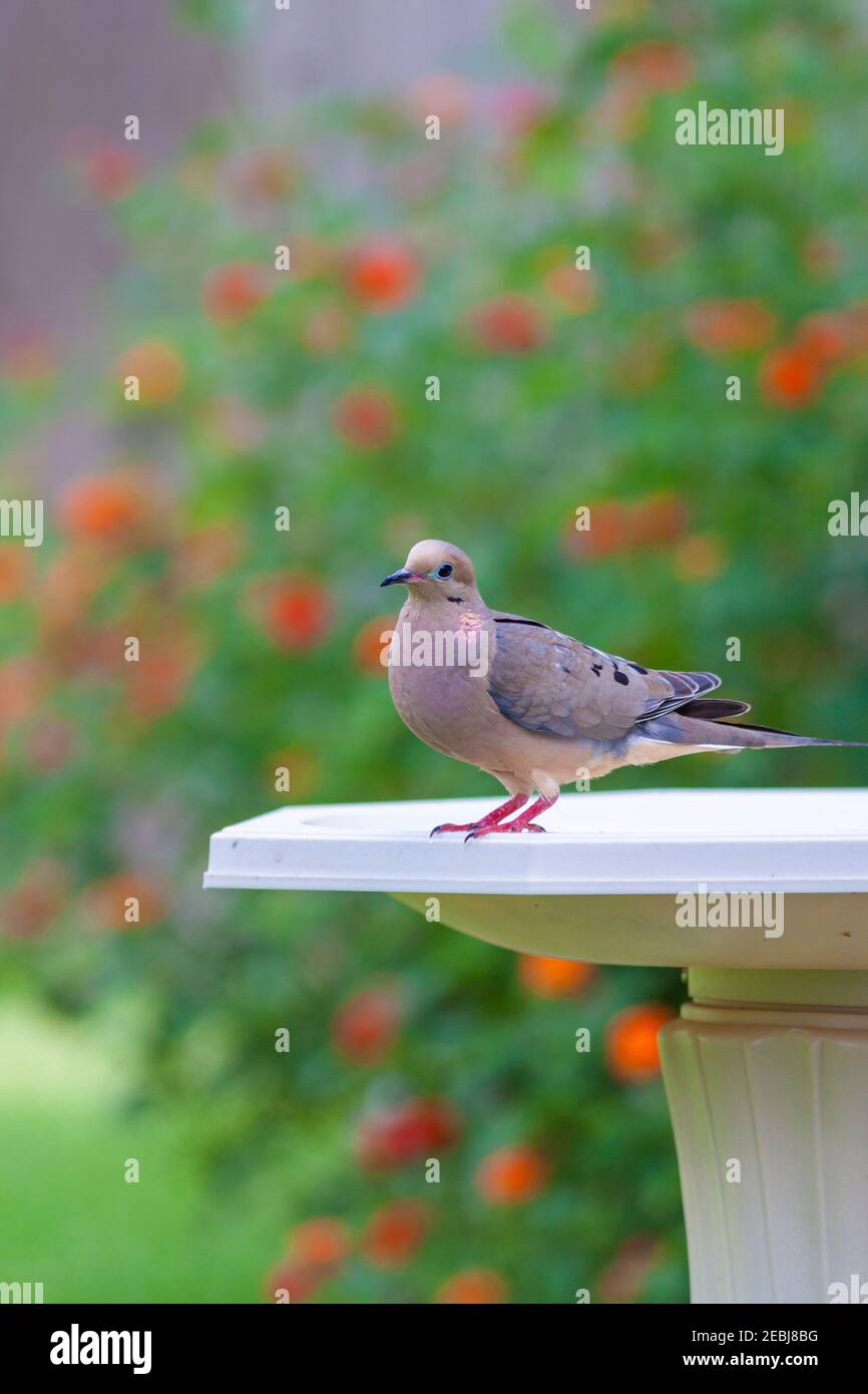 Mourning Dove at backyard bird bath in Spring, Texas. Stock Photo