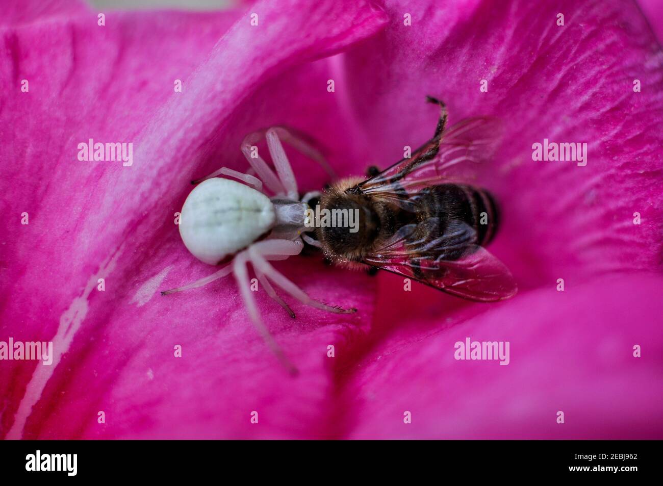 Crab spider / Thomisidae / Thomisus spectabilis Phylum - Arthropoda eat bee Stock Photo