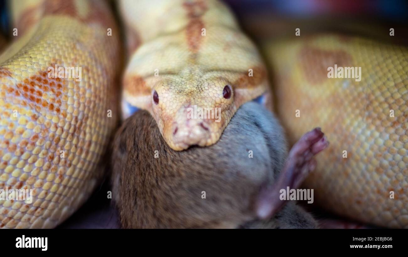 green rat and boa
