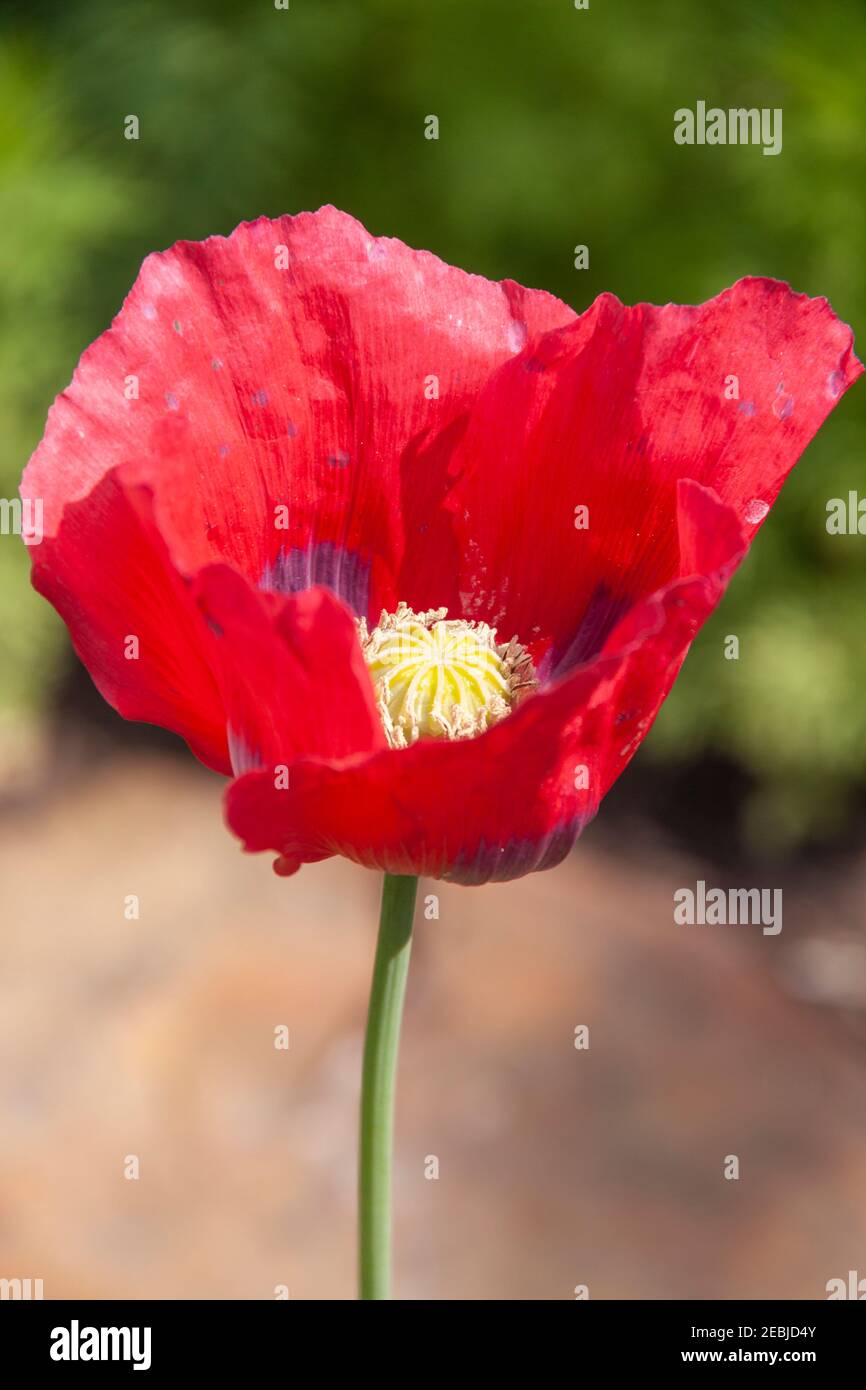 Oriental Poppy at Mercer Arboretum and Botanical Gardens in Spring, Texas Stock Photo Alamy