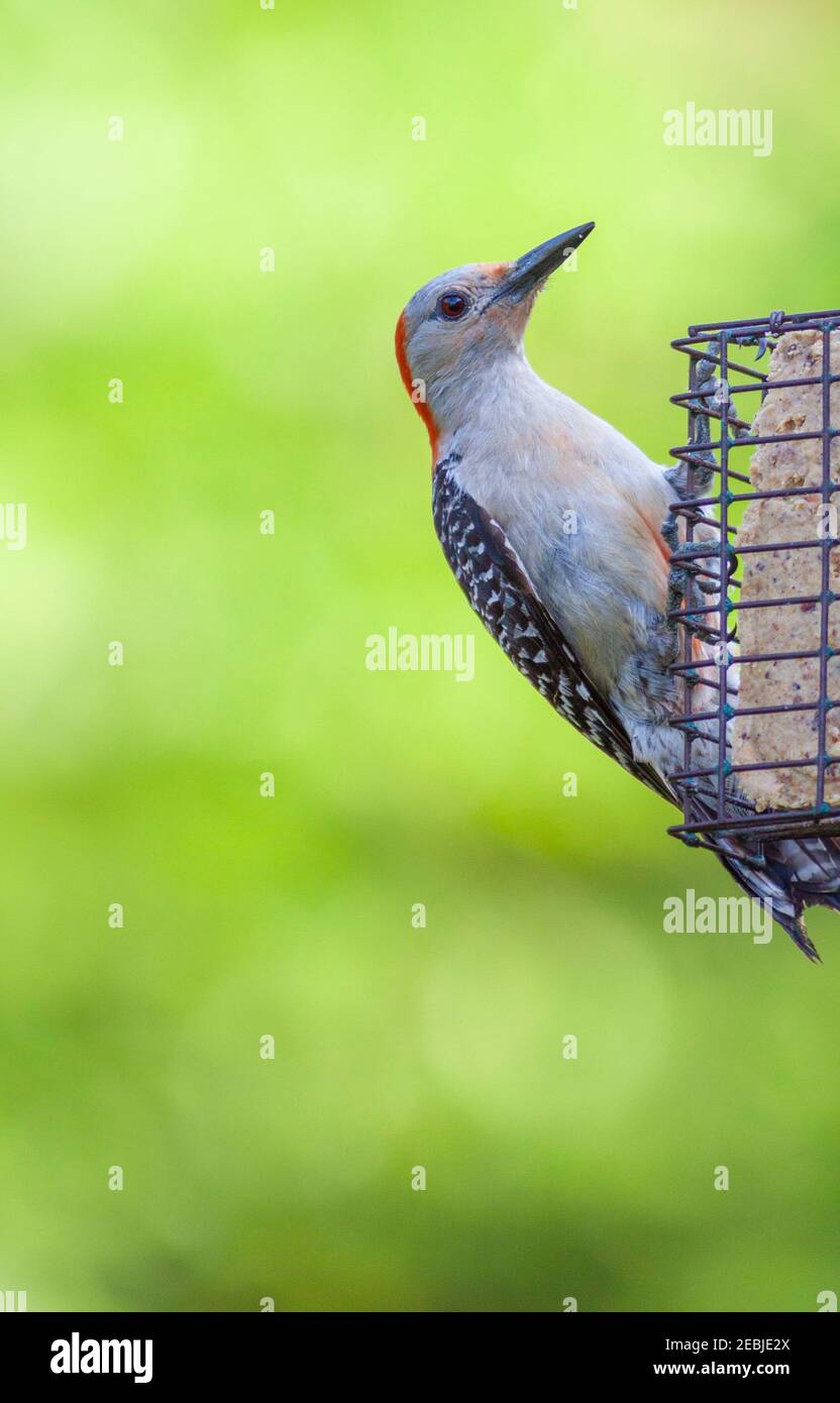 Red-bellied Woodpecker at backyard feeder in Spring, Texas. Stock Photo