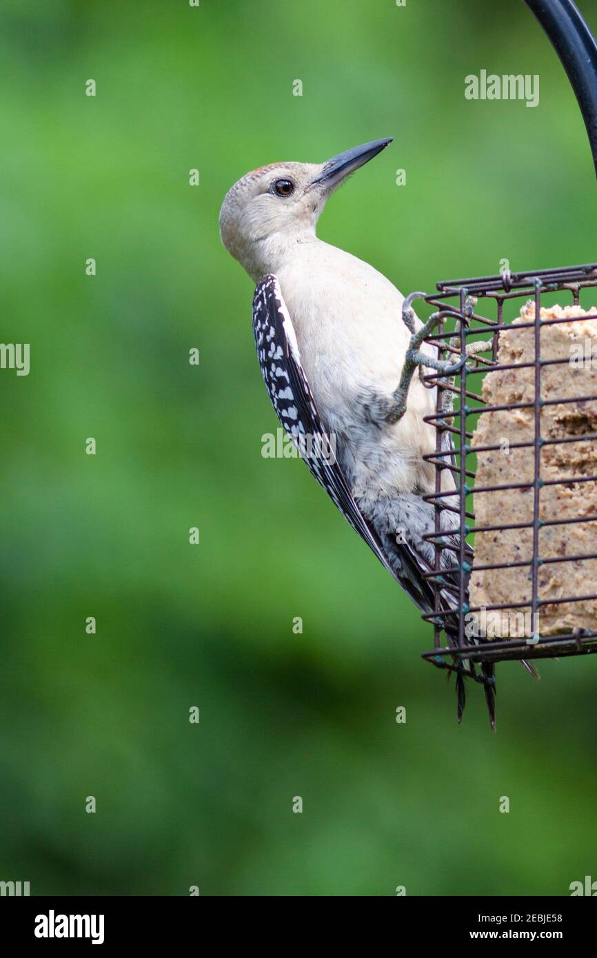 Juvenile Red-bellied Woodpecker at backyard feeder in Spring, Texas. Stock Photo