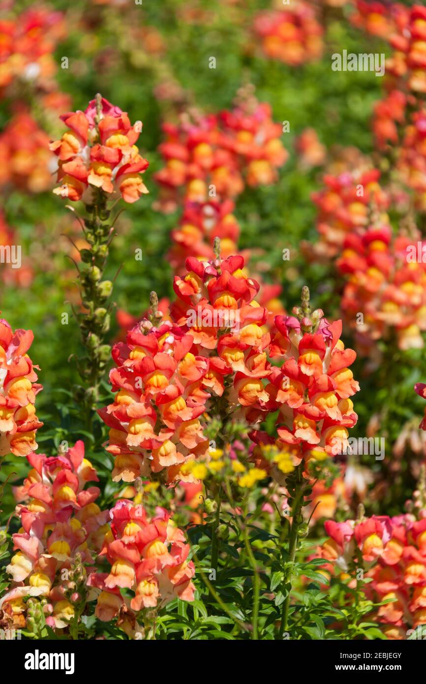 Snapdragon flower beds at Mercer Arboretum in Spring, Texas. Stock Photo