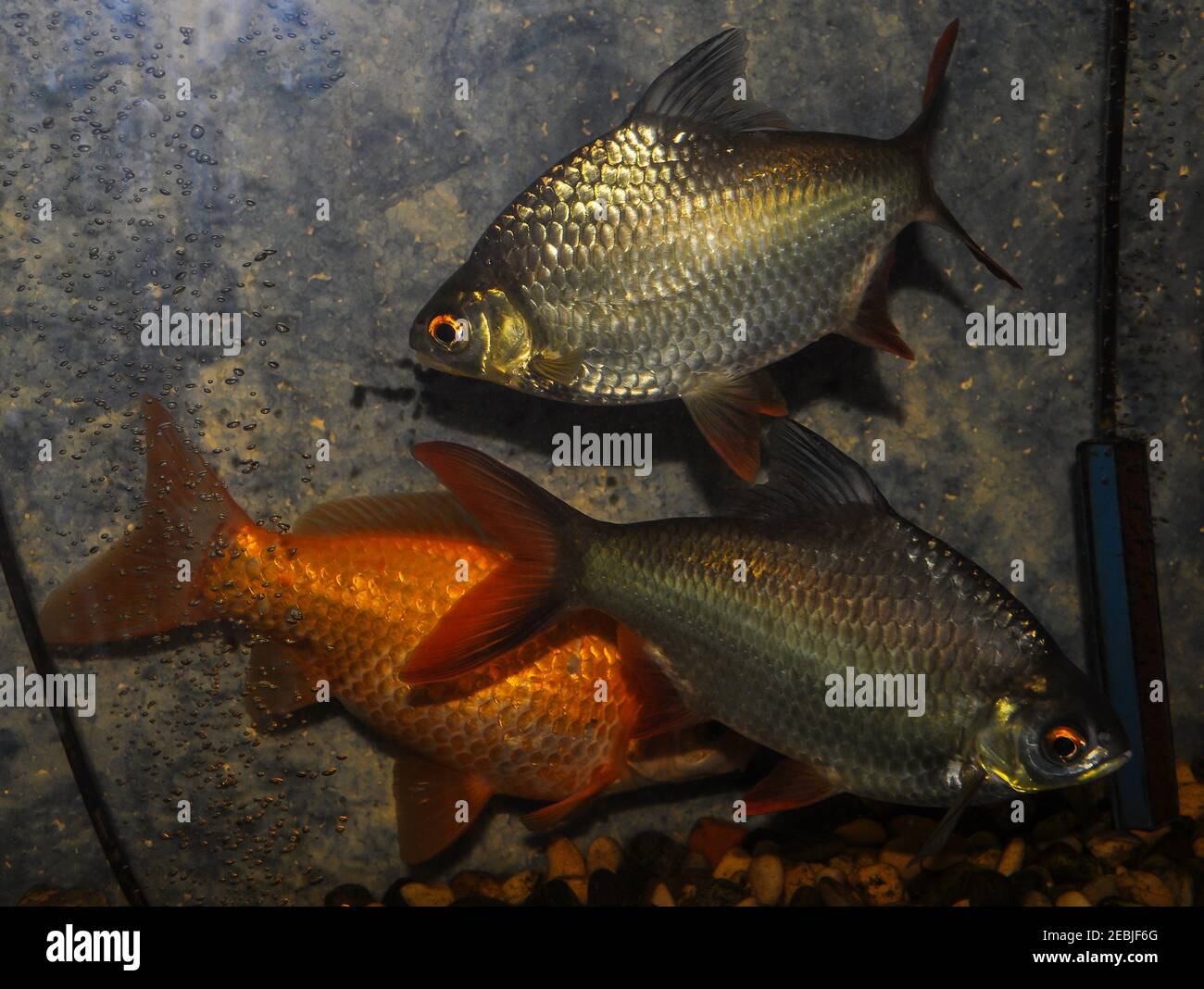 Barbonymus altus – Red-tailed Tinfoil Barb in freshwater aquarium Stock Photo