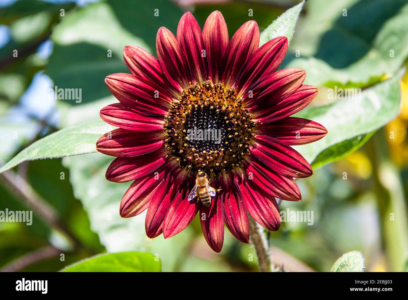 Bee on Sunflower growing in the back of a 4 acre daylily and sunflower