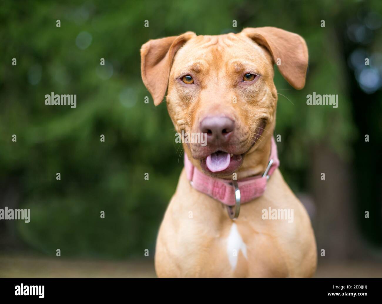 A red Hound x Retriever mixed breed dog with a happy expression, wearing a pink collar Stock Photo