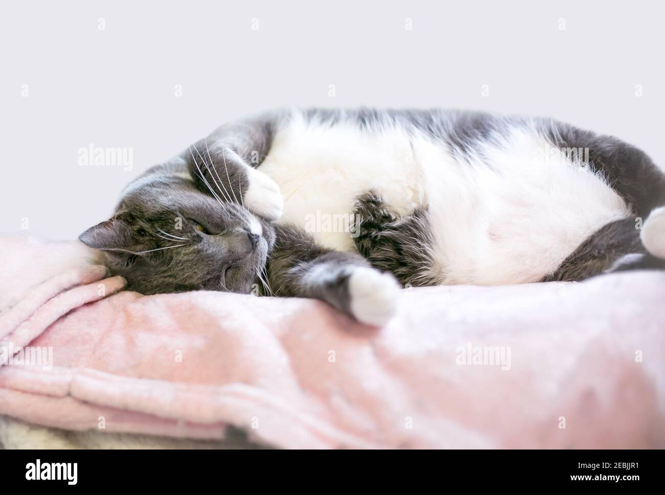 A gray and white shorthair cat napping on a soft blanket Stock Photo