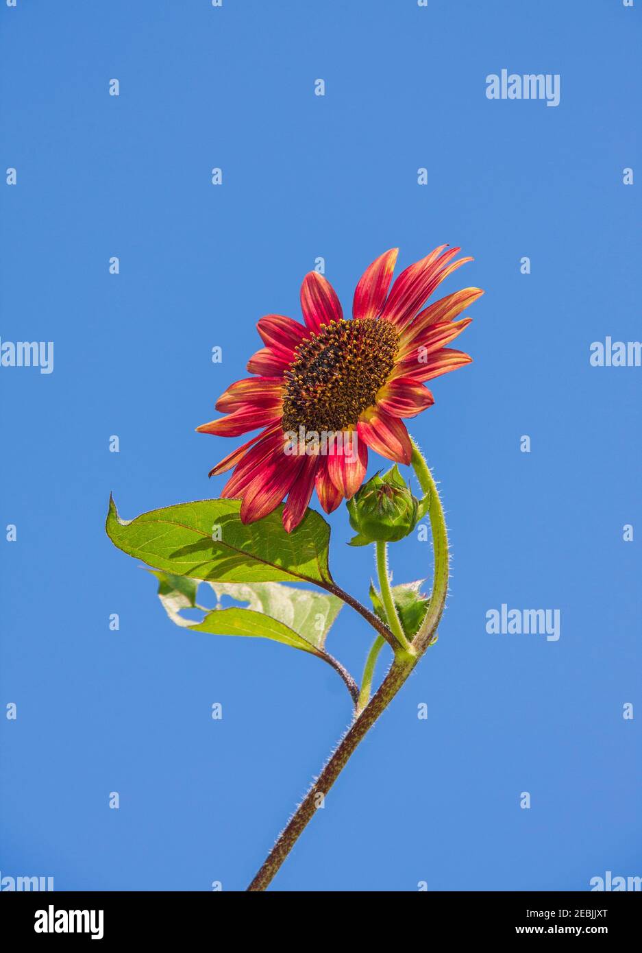 Sunflowers growing in the back of a 4 acre daylily and sunflower garden