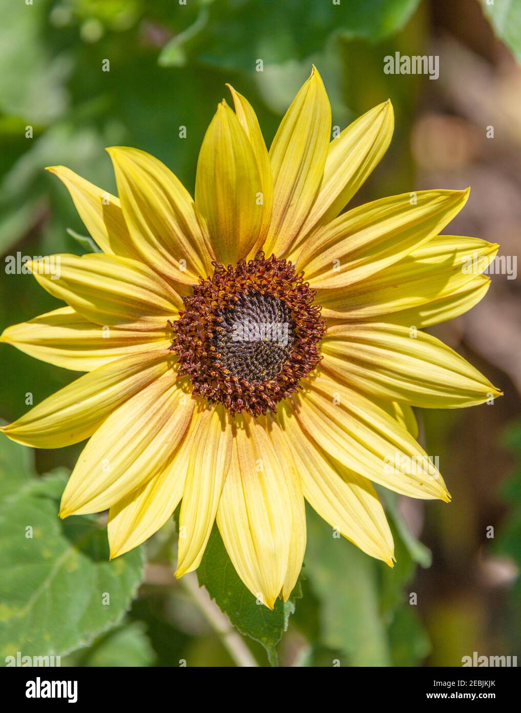 Sunflowers growing in the back of a 4 acre daylily and sunflower garden