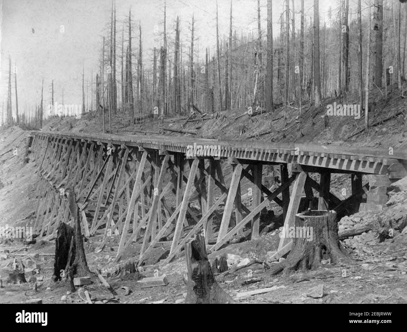 Northern Pacific Railway trestle in cleared forest, Washington, ca 1887 (WASTATE 2416). Stock Photo