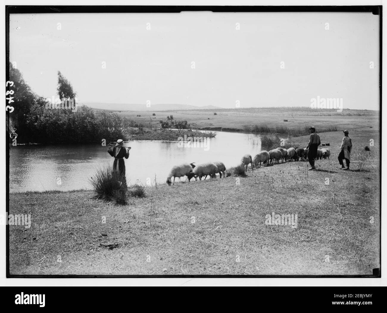 Northern views. Ras el Ain. 'Antipatris.' Source of the river Auja. Picturesque setting with sheep and shepherd Stock Photo