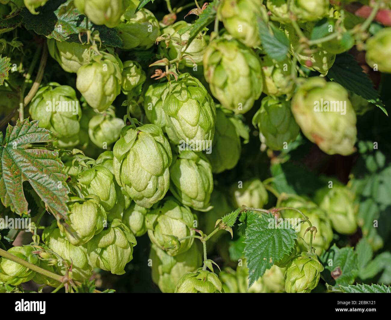 Female hop flowers hires stock photography and images Alamy