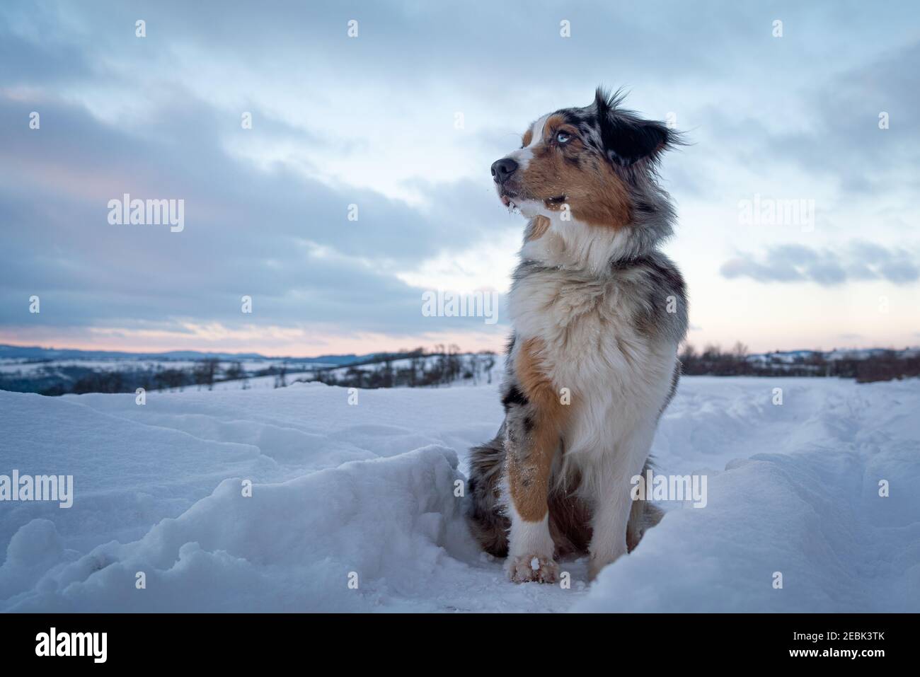 australian shepherd on the snow sitting clouds Stock Photo