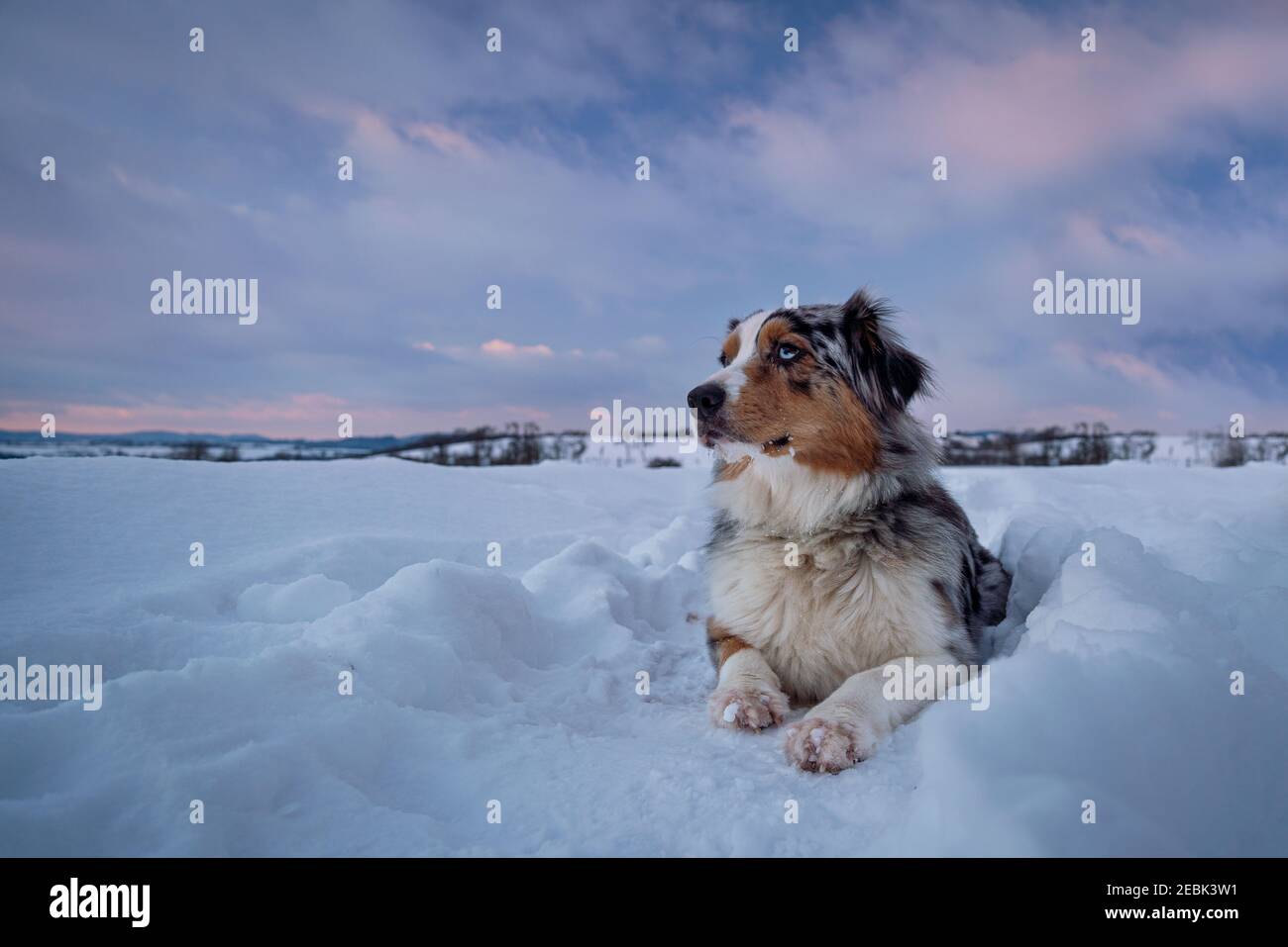 australian shepherd waiting on the snow sunset Stock Photo