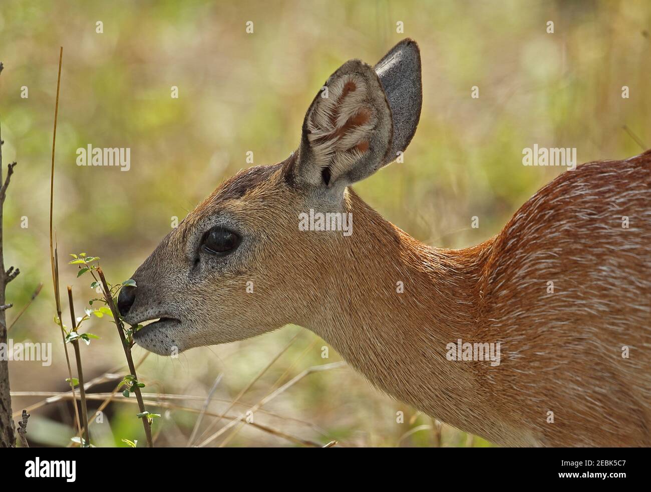 Sharpe's Grysbok (Raphicerus sharpei) close up of adult female eating Kruger NP, South Africa          November Stock Photo