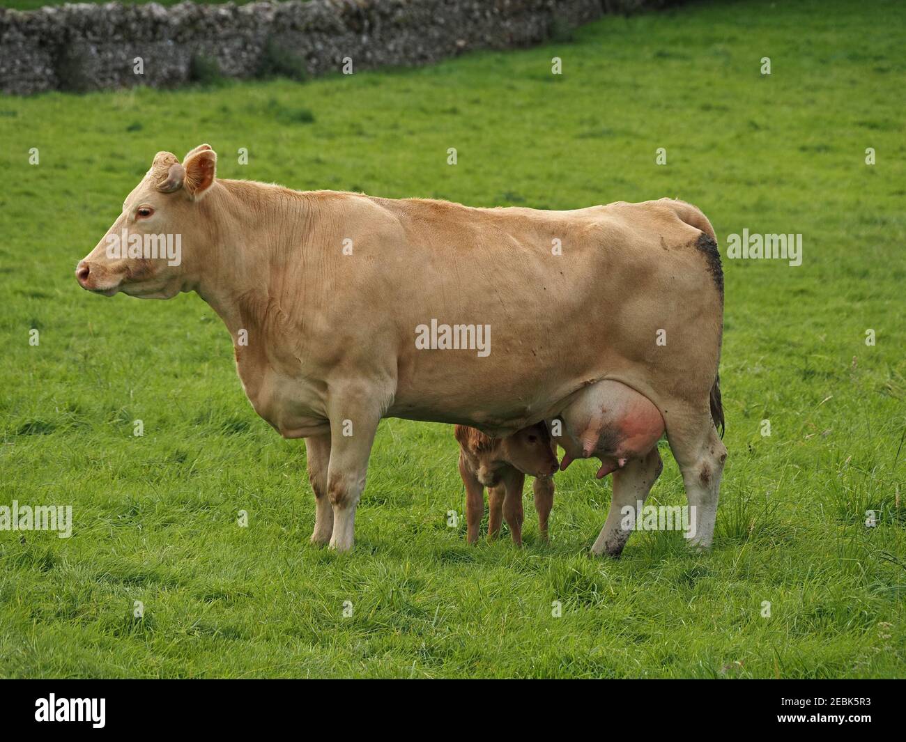 Cattle mothers hires stock photography and images Alamy