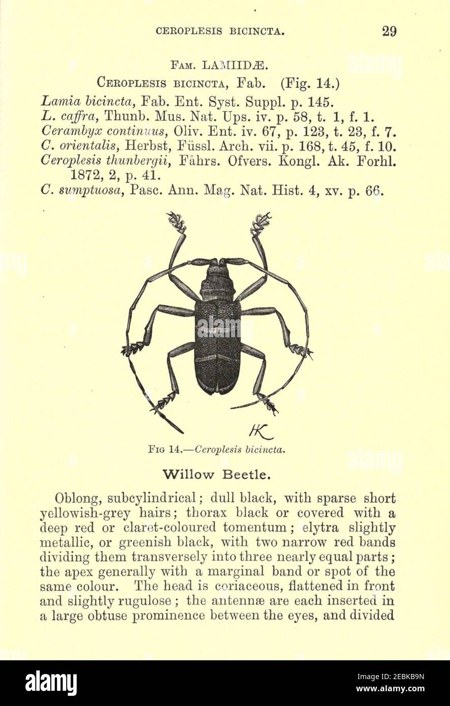 Notes and descriptions of a few injurious farm and fruit insects of ...