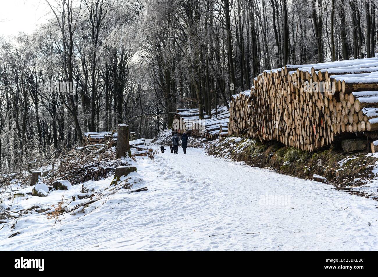 Christmas time. Snow, forest, nature, snowy trees in Taunus mountains (Mountain Atkonig, Feldberg) by Konigstein Falkenstein, Kronberg. Nearby Frankfu Stock Photo