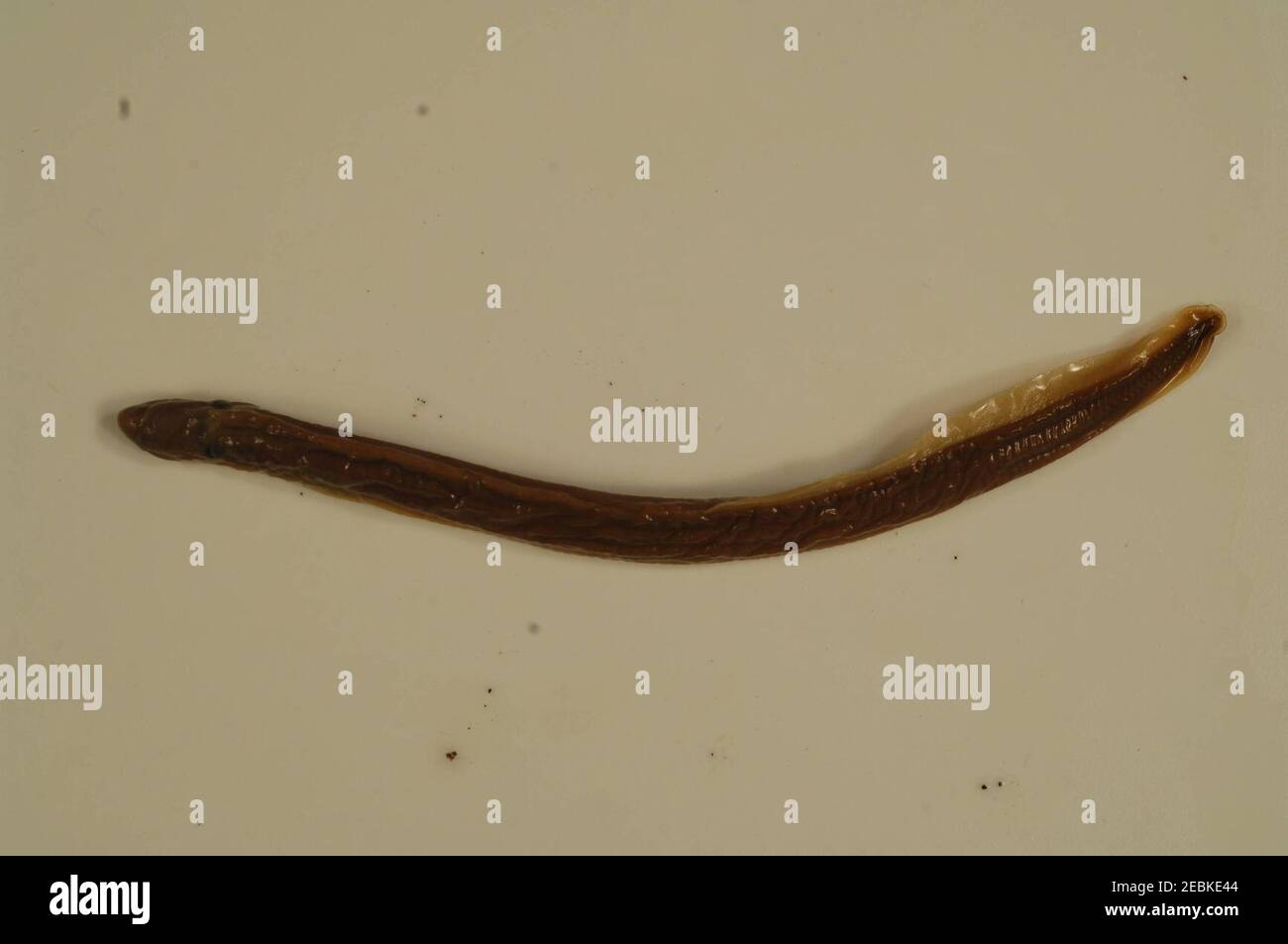 Nothern brook lamprey. Stock Photo