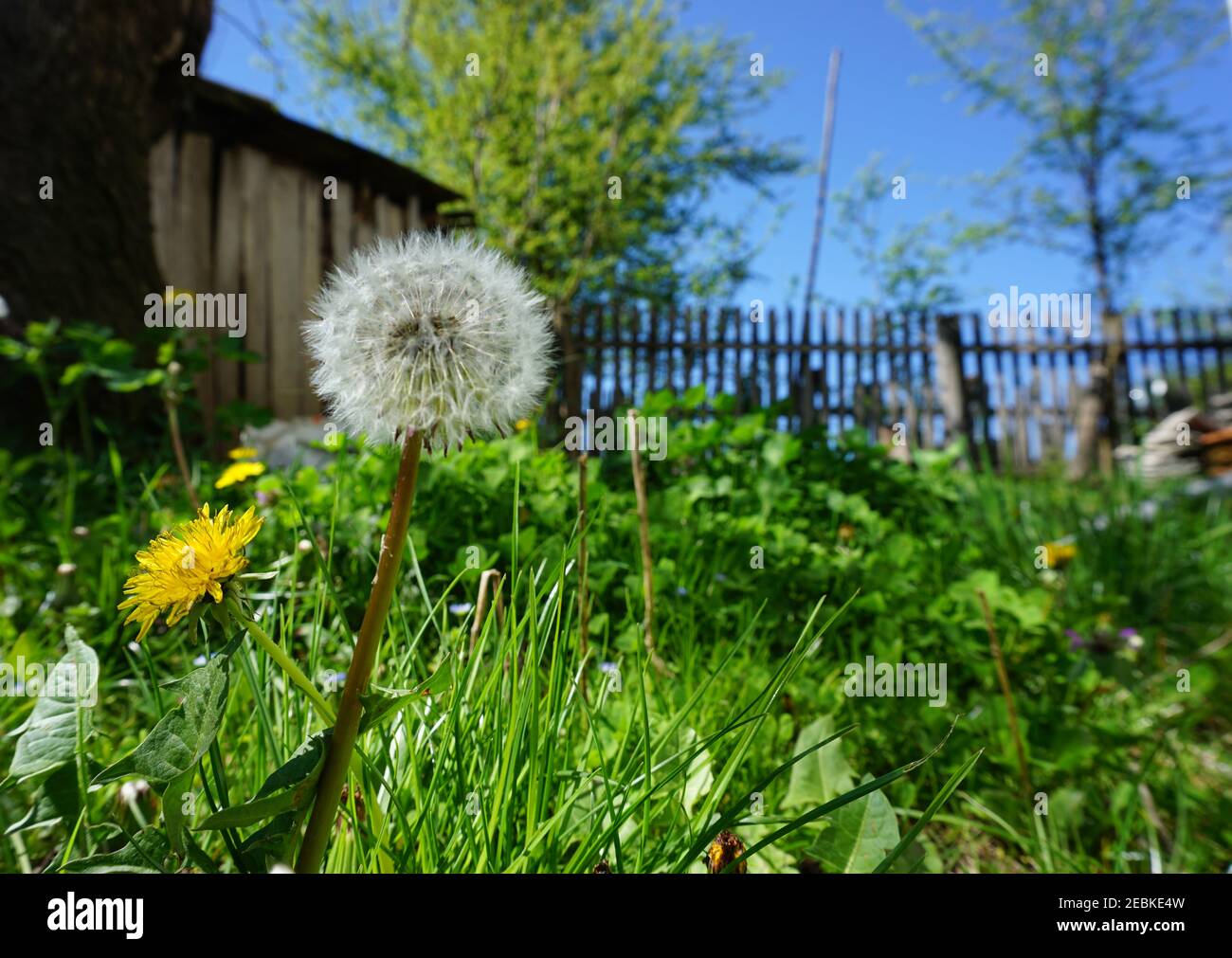 Common dandelion, well known for its yellow flower heads that turn into round balls of silver-tufted fruits that disperse in the wind Stock Photo