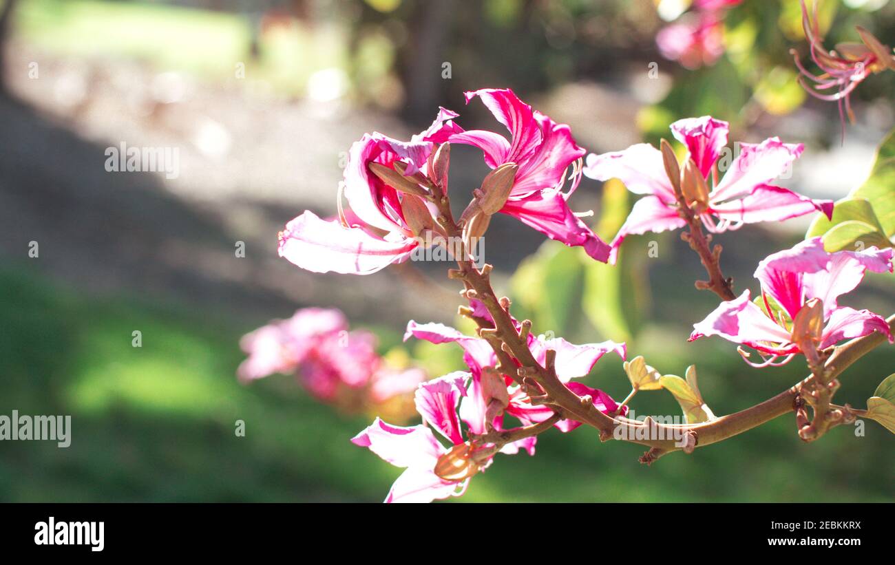 Bauhinia branch close up with purple pink orchid shape flowers. Orchid tree in bloom. Stock Photo