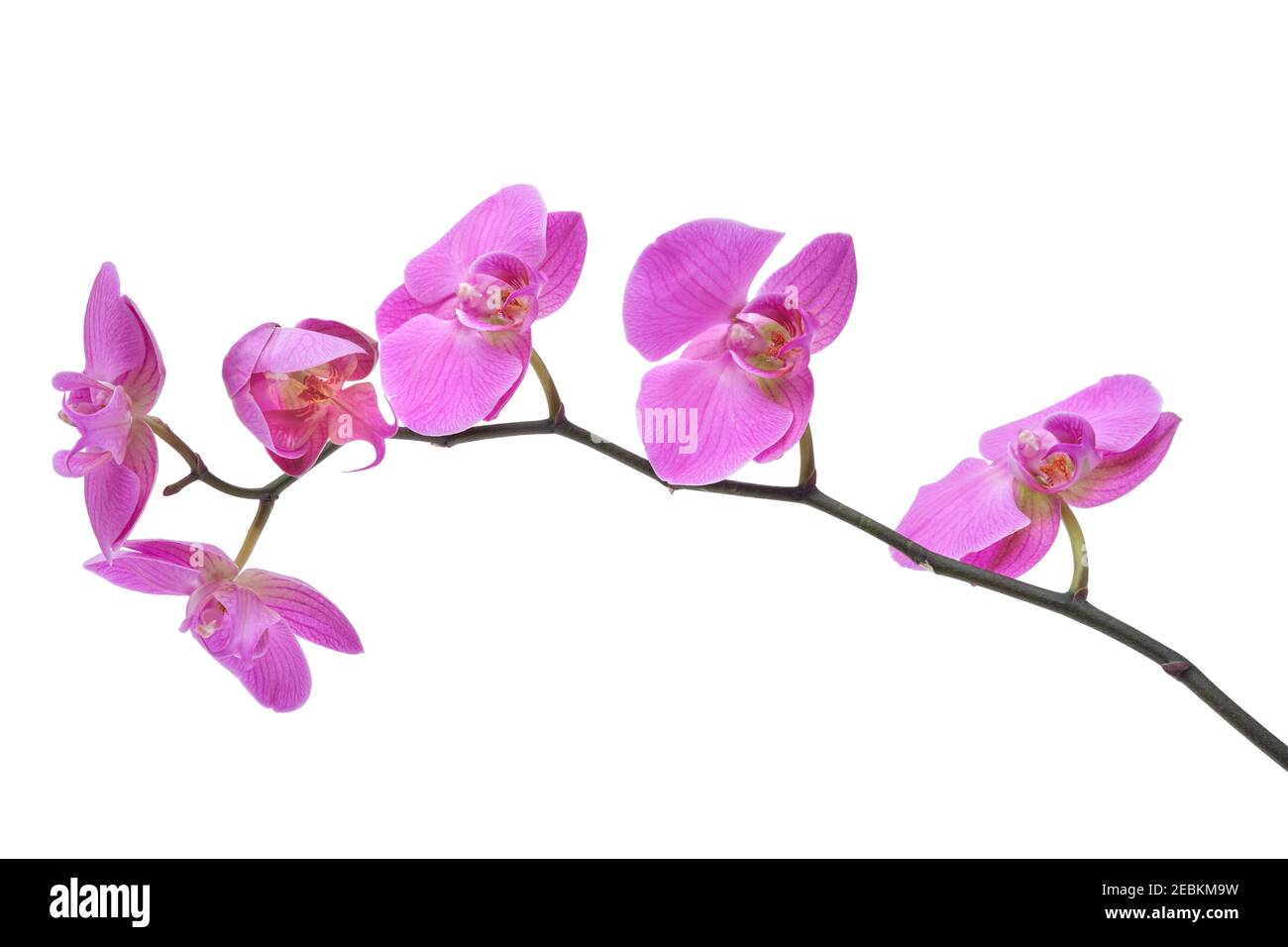Beautiful purple orchid flower isolated on white. Stock Photo