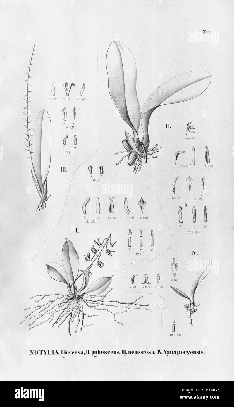 Notylia inversa - N. pubescens - N. nemorosa - N. yauaperyensis - Fl.Br.3-6-30. Stock Photo
