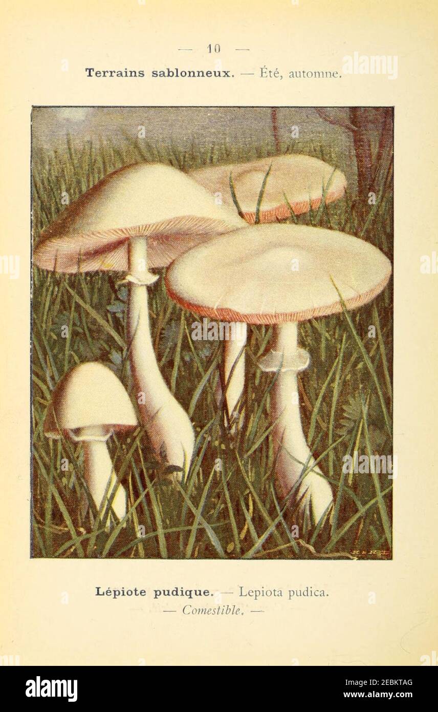 Nouvel atlas de poche des champignons comestibles et vénéneux (Pl. 10 ...