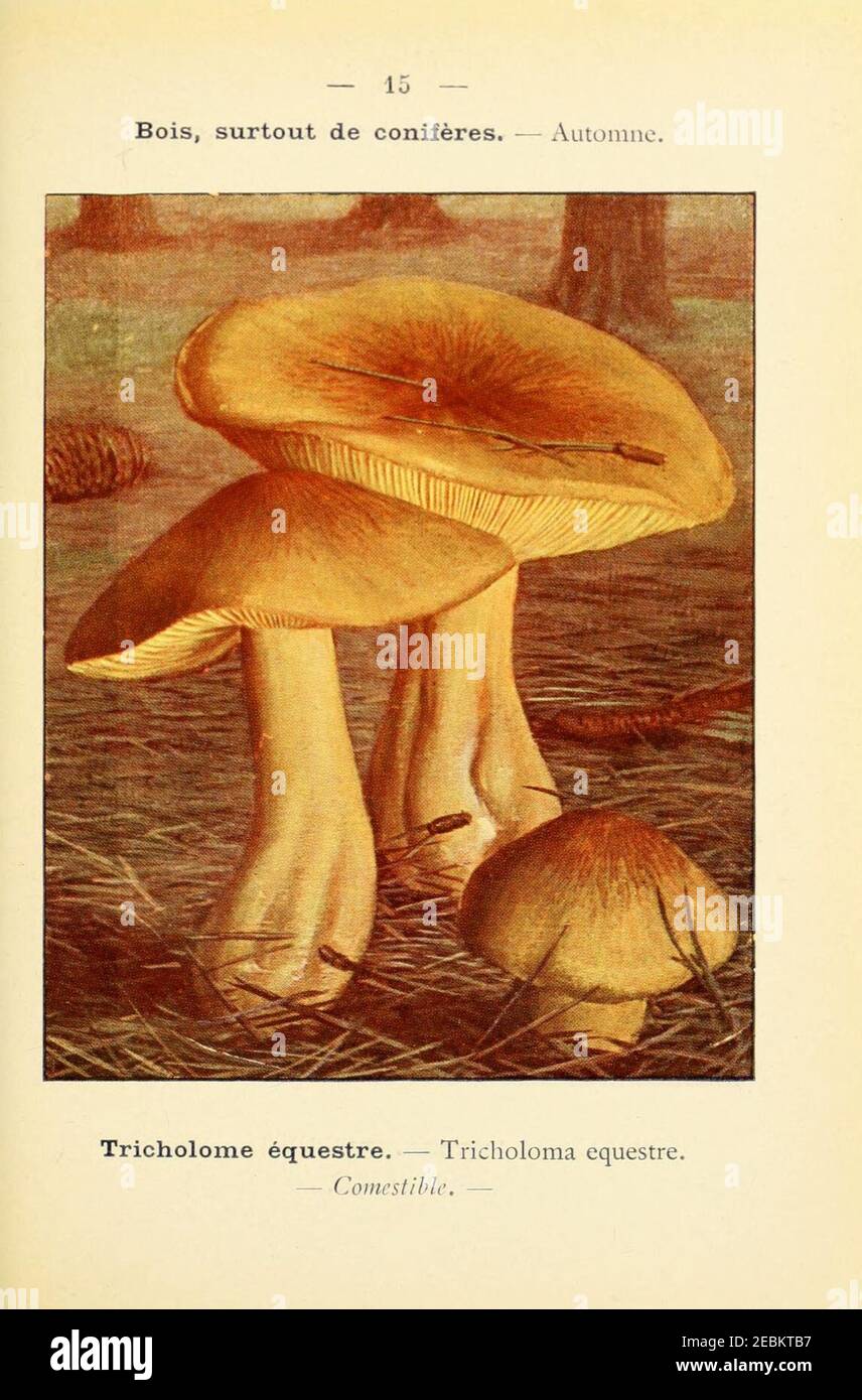 Nouvel atlas de poche des champignons comestibles et vénéneux (Pl. 15 ...