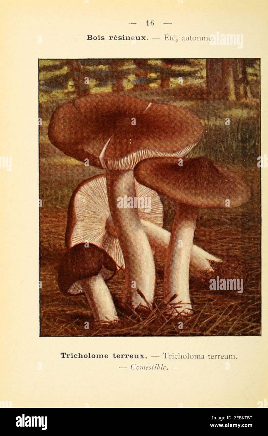File:Nouvel atlas de poche des champignons comestibles et vénéneux (Pl. 41) BHL3