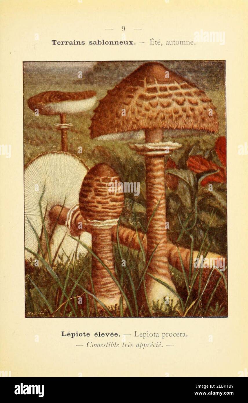 CHAMPIGNONS COMESTIBLES ET VENENEUX. TOME 1: TEXTE GENERAL. by MAUBLANC