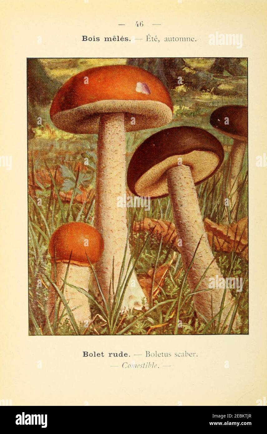 Planche Ancienne Champignons Comestibles Et Vénéneux Illustration 1953 P. Cordonnier