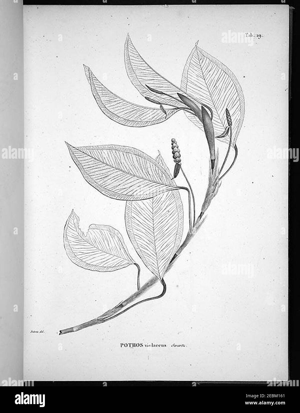 Nova genera et species plantarum (Tab. 19 Stock Photo Alamy
