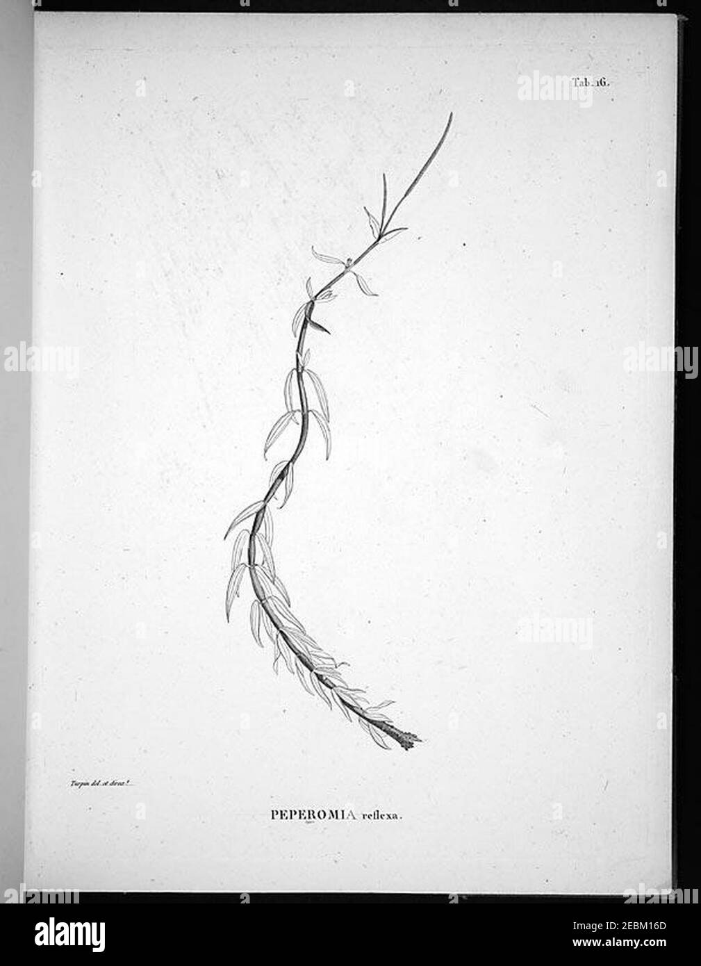 Nova genera et species plantarum (Tab. 16) Stock Photo