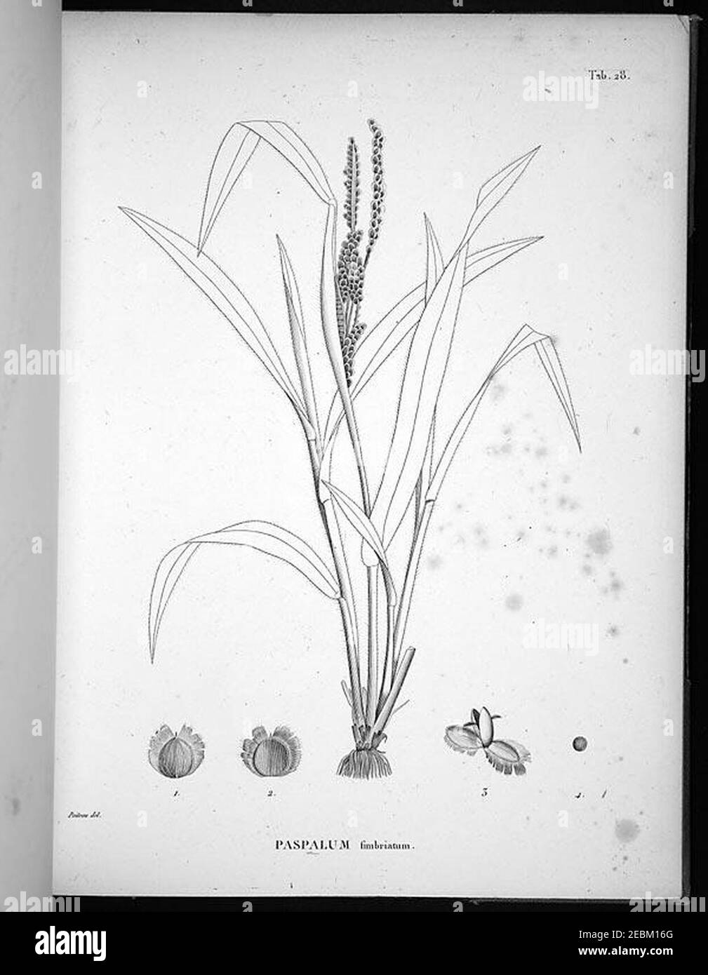 Nova genera et species plantarum (Tab. 28) Stock Photo