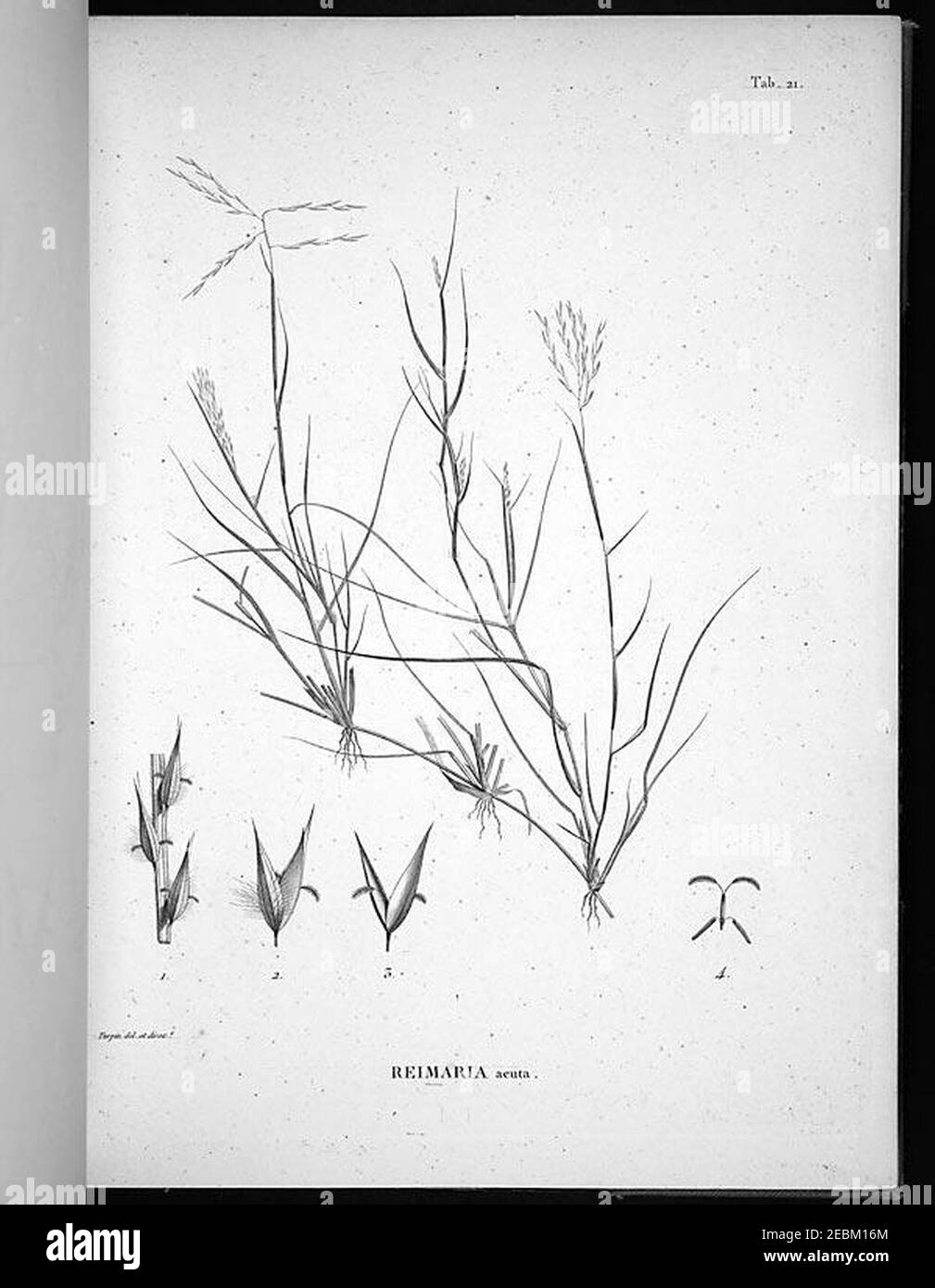 Nova genera et species plantarum (Tab. 21) Stock Photo