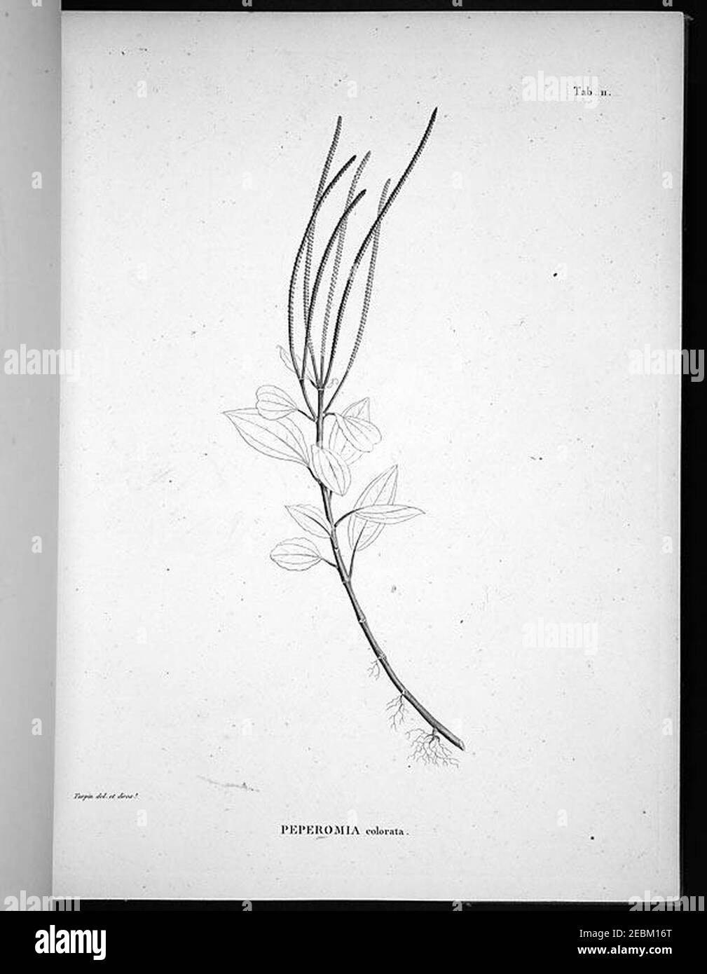 Nova genera et species plantarum (Tab. 11) Stock Photo