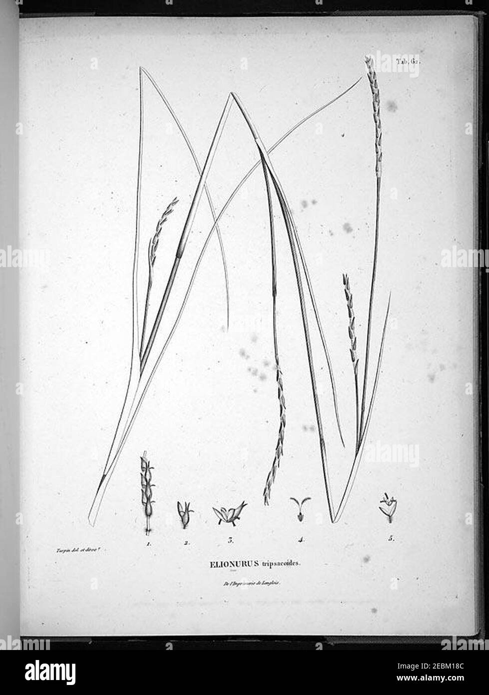 Nova genera et species plantarum (Tab. 62) Stock Photo