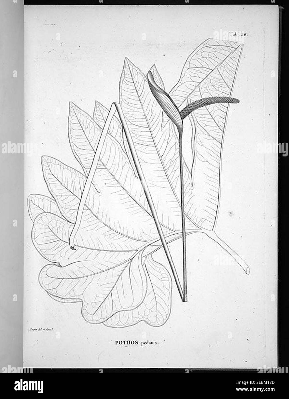 Nova genera et species plantarum (Tab. 20) Stock Photo