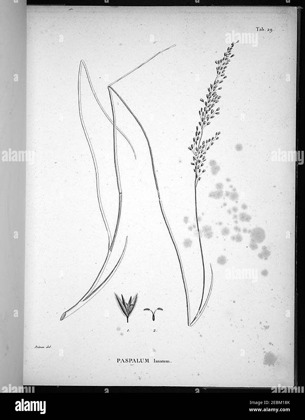 Nova genera et species plantarum (Tab. 29) Stock Photo
