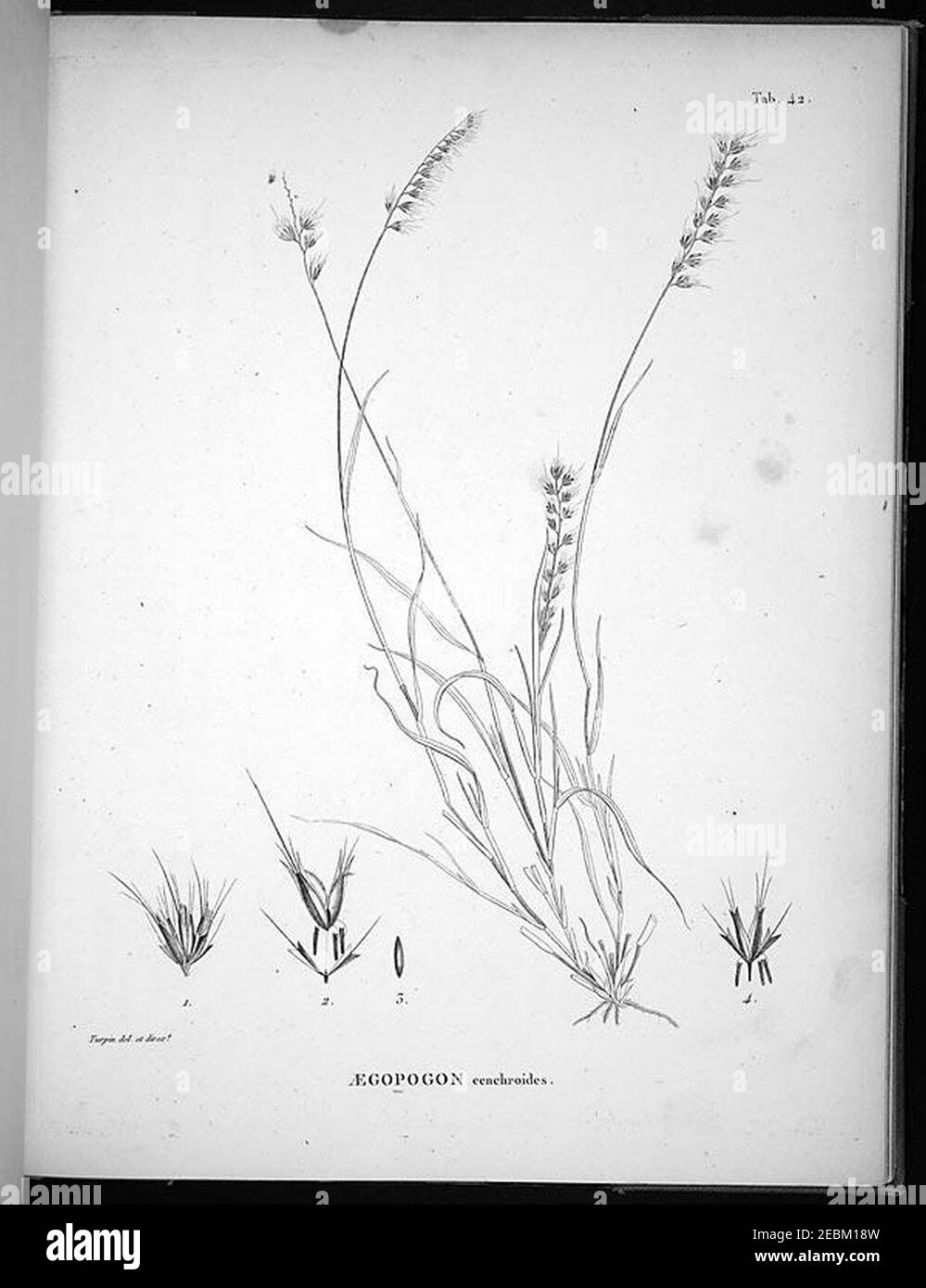 Nova genera et species plantarum (Tab. 42) Stock Photo