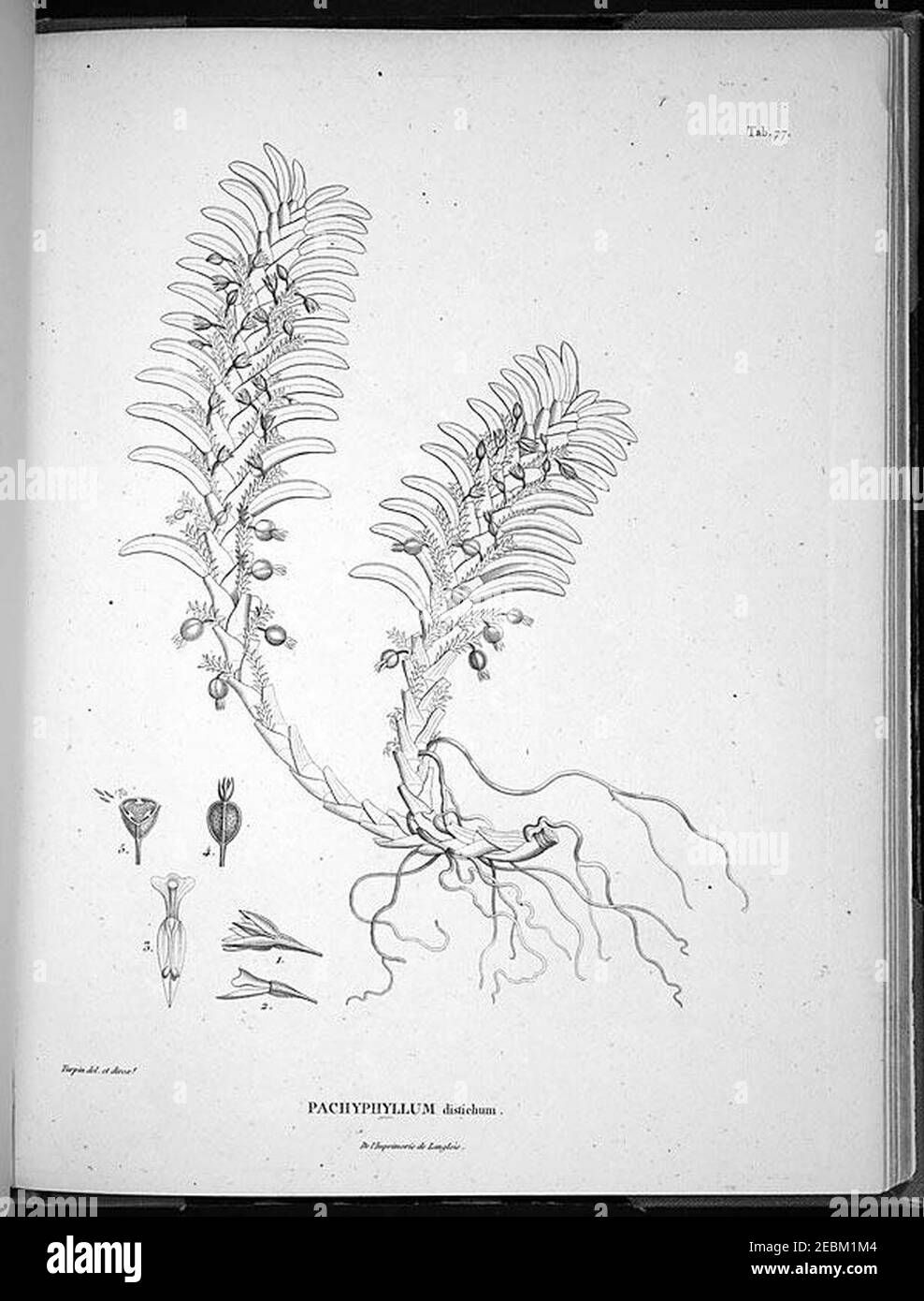 Nova genera et species plantarum (Tab. 77) Stock Photo