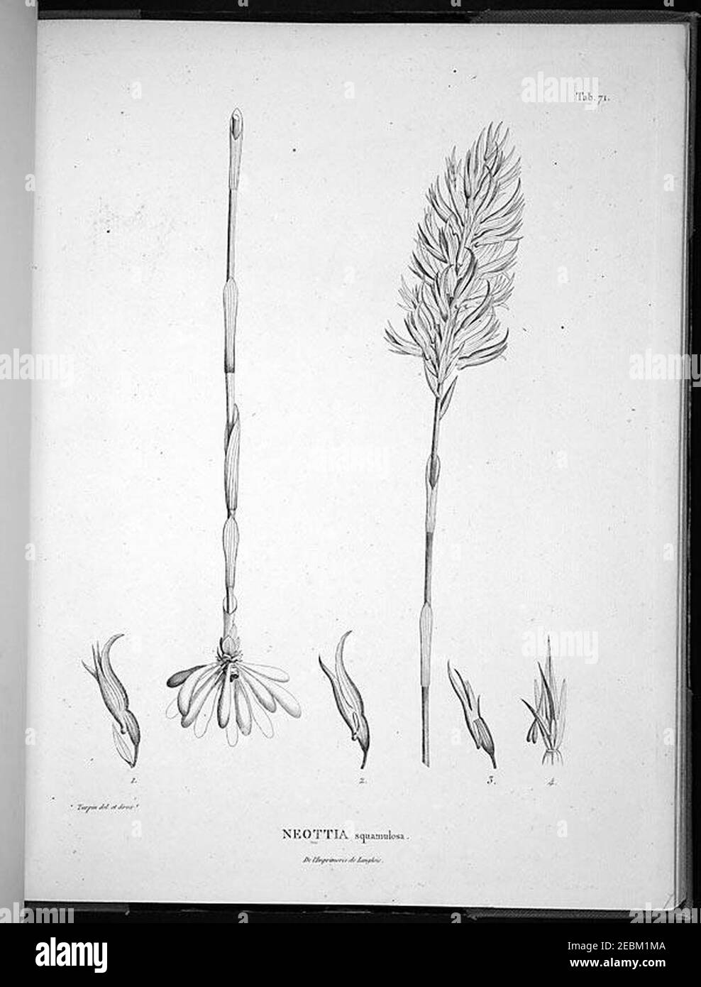 Nova genera et species plantarum (Tab. 71) Stock Photo