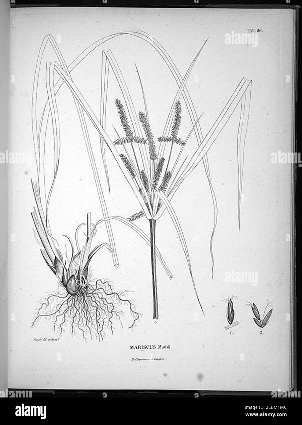 Nova genera et species plantarum (Tab. 66) Stock Photo