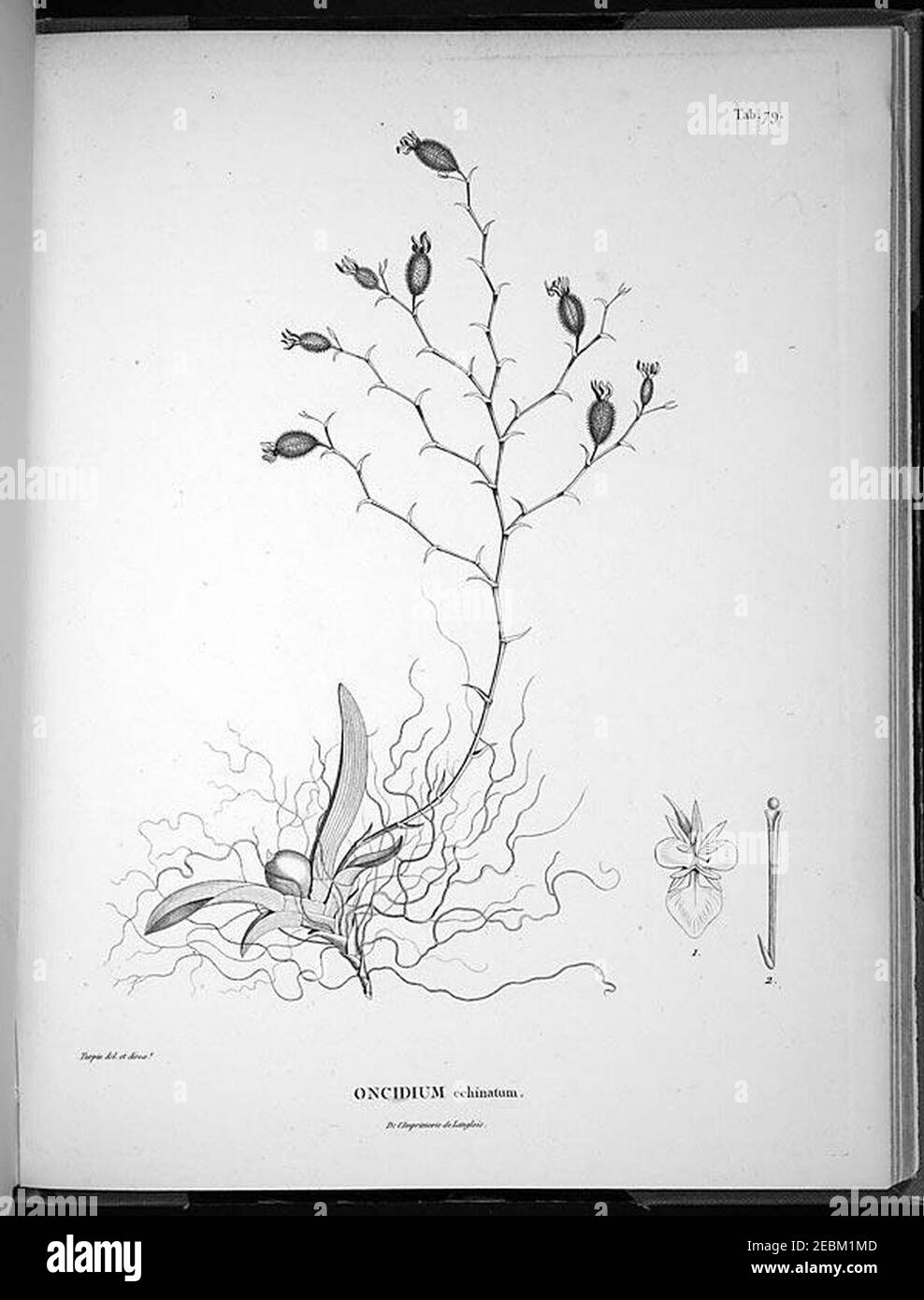 Nova genera et species plantarum (Tab. 79) Stock Photo